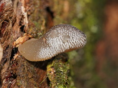 Pseudohydnum tasmanicum