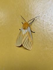 Pseudischnocampa