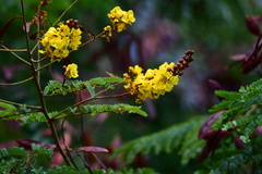 Peltophorum