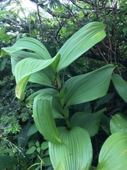 Veratrum viride