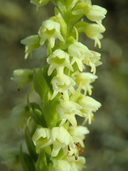 Pseudorchis straminea