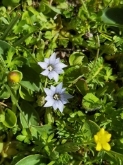 Gentiana tricolor
