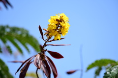 Peltophorum