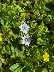 Gentiana tricolor