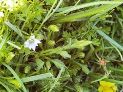 Gentiana tricolor
