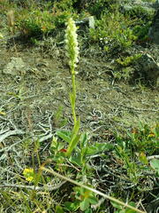 Pseudorchis straminea
