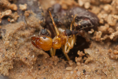 Aphaenogaster pythia
