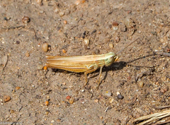 Euchorthippus pulvinatus