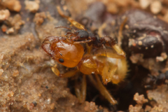 Aphaenogaster pythia