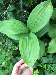 Veratrum viride