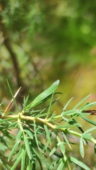 Oligotrophus juniperinus