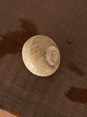 Helix figulina