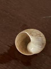Helix figulina