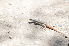 Leiocephalus raviceps