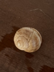 Helix figulina