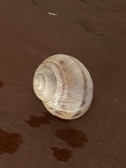 Helix figulina