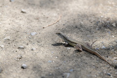 Leiocephalus raviceps