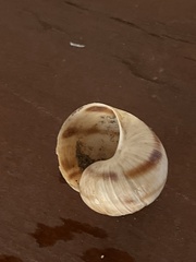 Helix figulina