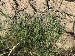 Puccinellia maritima