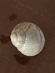 Helix figulina