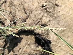 Puccinellia maritima
