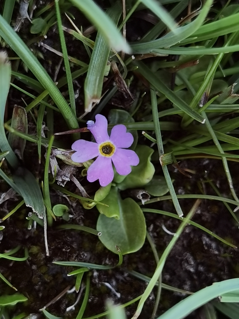Primula pumilio