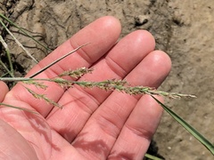 Puccinellia maritima