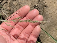 Puccinellia maritima