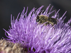 Tetraloniella hohmanni