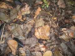 Eciton burchellii