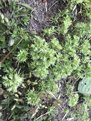 Scleranthus perennis