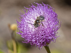 Tetraloniella hohmanni