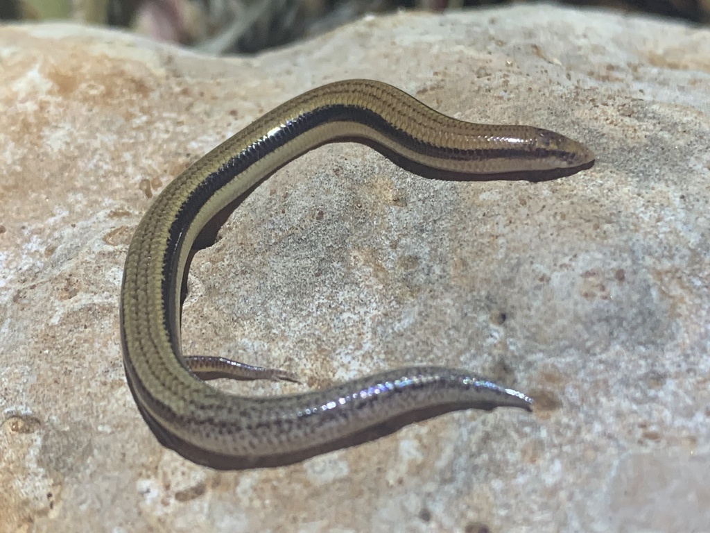 North-western Sandslider From North West Cape, Wa, Au On July 06, 2022 