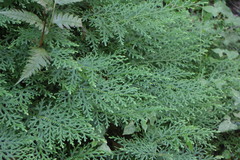 Selaginella labordei