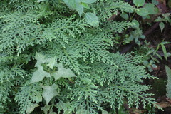 Selaginella labordei