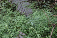 Selaginella labordei