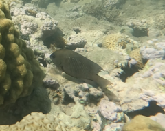 Stegastes fuscus