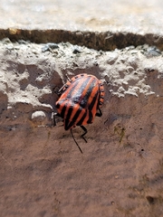 Graphosoma italicum italicum