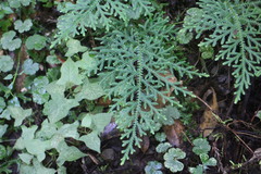 Selaginella labordei