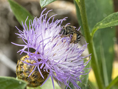 Tetraloniella hohmanni