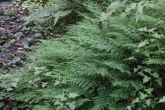 Selaginella labordei
