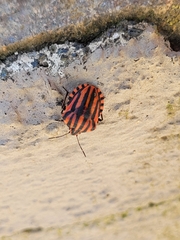 Graphosoma italicum italicum