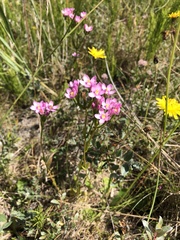 Centaurium littorale