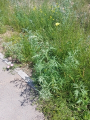 Artemisia sieversiana
