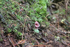 Corybas taliensis