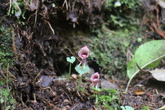 Corybas taliensis