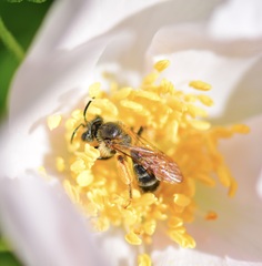 Andrena thaspii
