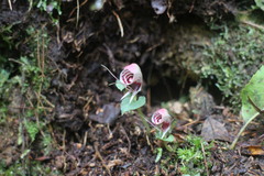 Corybas taliensis