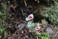 Corybas taliensis