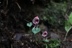 Corybas taliensis